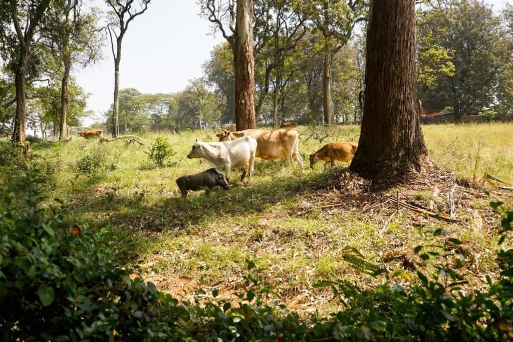 The Kenyan River Cottage 奈洛比 外观 照片